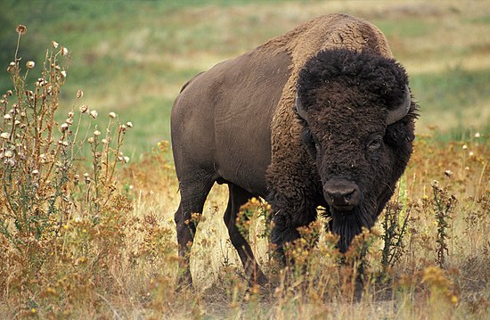 Bò bison châu Mỹ Hình: Jack Dykinga