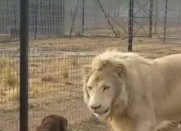 Vào vườn thú, chủ bật cười nhìn chó vờn hổ ở Trung Quốc